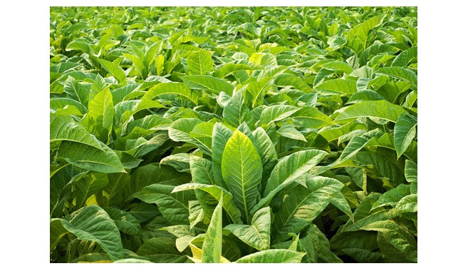 Kilimo na Uzalishaji Bora wa Tumbaku